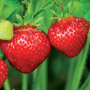 Suspension de fraisiersSuspension de fraisiers
