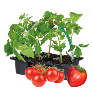Plants de tomatesPlants de tomates