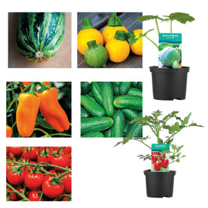 Plants de légumesPlants de légumes
